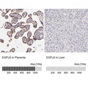 Anti-EGFL6 antibody produced in rabbit 