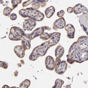 Anti-EGFL6 antibody produced in rabbit 