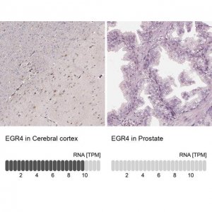 Anti-EGR4 antibody produced in rabbit 