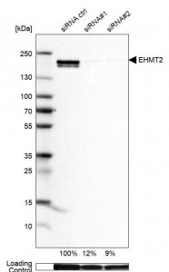 Anti-EHMT2 antibody produced in rabbit 