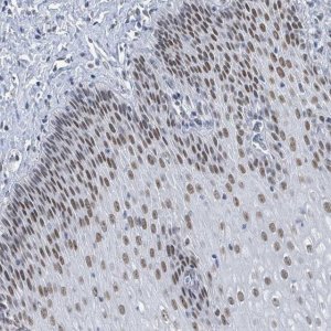 Anti-EHMT2 antibody produced in rabbit 