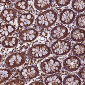 Anti-EIF3G antibody produced in rabbit 