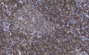Anti-eIF3h Antibody, clone 2B15 ZooMAb� Rabbit Monoclonal 