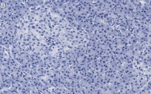 Anti-eIF3h Antibody, clone 2B15 ZooMAb� Rabbit Monoclonal 