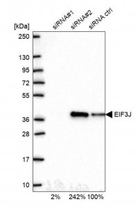 Anti-EIF3J antibody produced in rabbit 