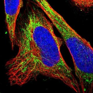 Anti-EIF4E2 antibody produced in rabbit HPA019253-100UL