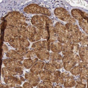 Anti-EIF5 antibody produced in rabbit 