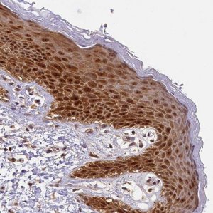 Anti-EIF6 antibody produced in rabbit HPA040873-100UL