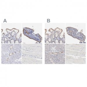 Anti-ELF3 antibody produced in rabbit 