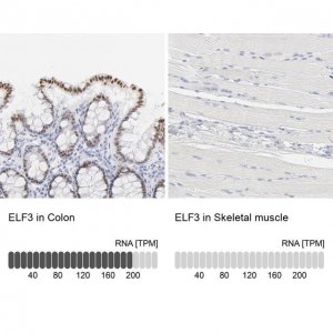 Anti-ELF3 antibody produced in rabbit 