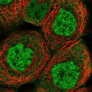 Anti-ELMOD1 antibody produced in rabbit 
