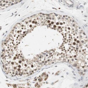 Anti-ELOA antibody produced in rabbit 