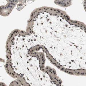 Anti-ELOA antibody produced in rabbit 