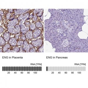 Anti-ENG antibody produced in rabbit 