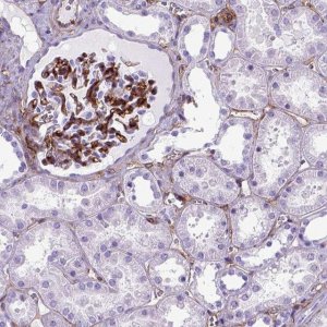 Anti-ENG antibody produced in rabbit 