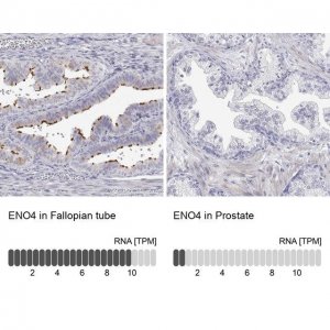 Anti-ENO4 antibody produced in rabbit 
