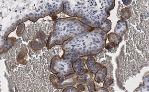 Anti-eNOS Antibody, clone 2F12 ZooMAb� Rabbit Monoclonal 