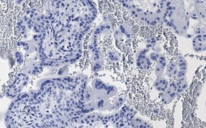 Anti-eNOS Antibody, clone 2F12 ZooMAb� Rabbit Monoclonal 