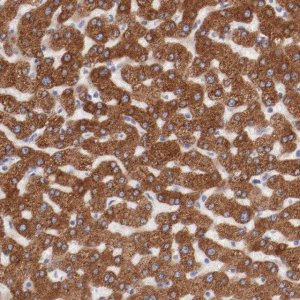 Anti-ENTPD5 antibody produced in rabbit HPA002927-100UL