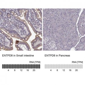 Anti-ENTPD8 antibody produced in rabbit 