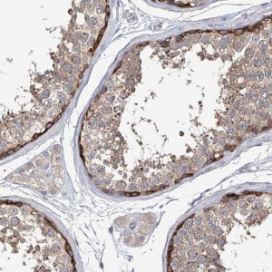Anti-EPB41L5 antibody produced in rabbit 