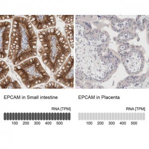 Anti-EPCAM antibody produced in rabbit 