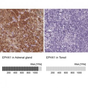 Anti-EPHX1 antibody produced in rabbit 