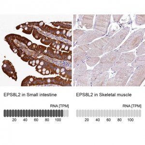 Anti-EPS8L2 antibody produced in rabbit 