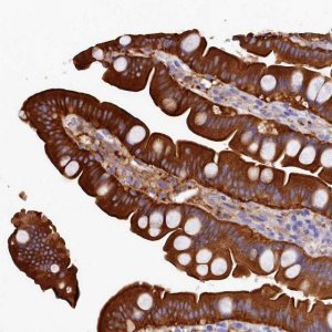 Anti-EPS8L2 antibody produced in rabbit 