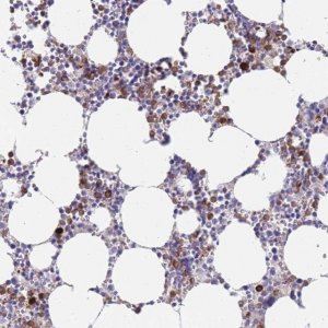 Anti-EPX antibody produced in rabbit 