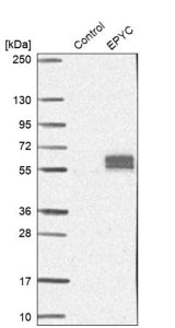 Anti-EPYC antibody produced in rabbit 