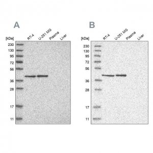 Anti-ERAL1 antibody produced in rabbit 