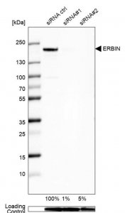Anti-ERBIN antibody produced in rabbit 
