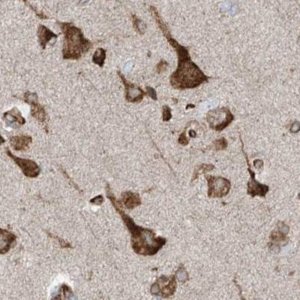 Anti-ERLEC1 antibody produced in rabbit 