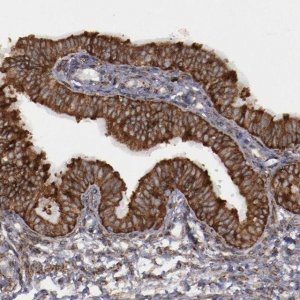 Anti-ERLIN2 antibody produced in rabbit 
