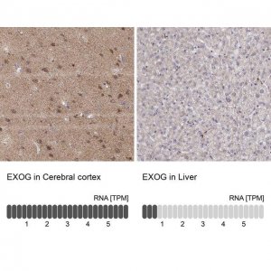 Anti-EXOG antibody produced in rabbit HPA012531-100UL