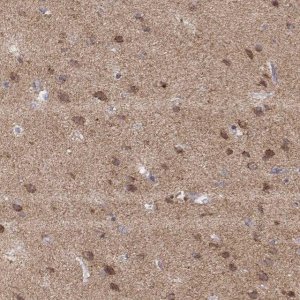 Anti-EXOG antibody produced in rabbit HPA012531-100UL
