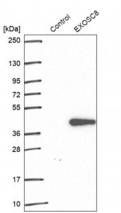 Anti-EXOSC8 antibody produced in rabbit HPA039702-100UL