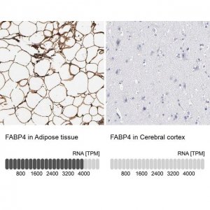 Anti-FABP4 antibody produced in rabbit 