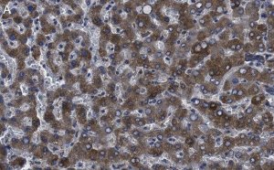 Anti-Factor IX Antibody, clone 1C9 ZooMAb� Rabbit Monoclonal 
