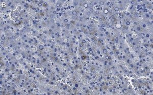 Anti-Factor IX Antibody, clone 1C9 ZooMAb� Rabbit Monoclonal 