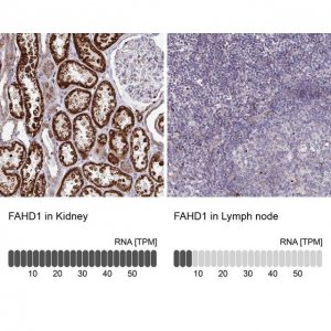 Anti-FAHD1 antibody produced in rabbit 