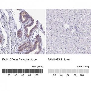 Anti-FAM107A antibody produced in rabbit 