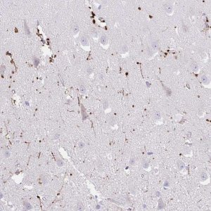 Anti-FAM107A antibody produced in rabbit 