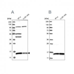 Anti-FAM136A antibody produced in rabbit 