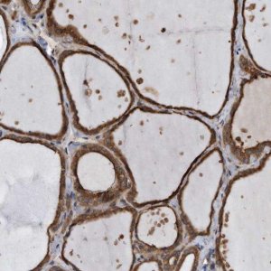 Anti-FAM136A antibody produced in rabbit 