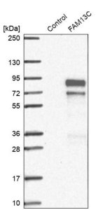 Anti-FAM13C antibody produced in rabbit 