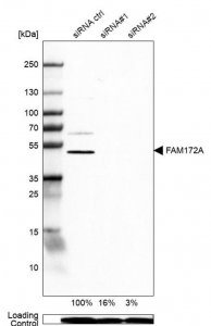 Anti-FAM172A antibody produced in rabbit 