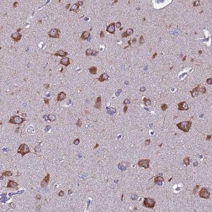 Anti-FAM173A antibody produced in rabbit 