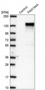 Anti-FAM184A antibody produced in rabbit 